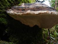 Fomitopsis ochracea image