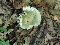 Russula aeruginea image