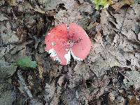 Russula borealis image