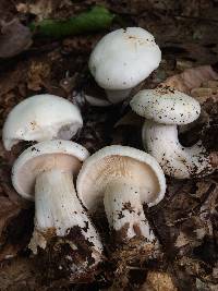 Clitocybe robusta image