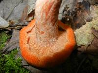 Lactarius peckii image