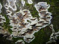 Bjerkandera adusta image