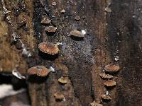 Simocybe centunculus var. centunculus image