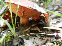 Lactarius peckii image