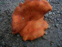 Lactarius peckii image