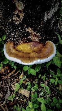 Ganoderma tuberculosum image