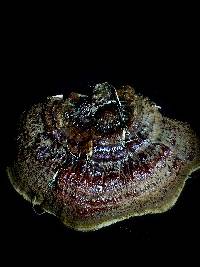 Ganoderma sessile image