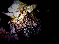 Tyromyces galactinus image