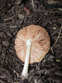 Pluteus petasatus image