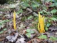 Clavulinopsis fusiformis image