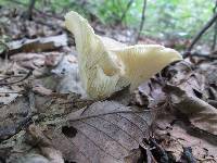 Hohenbuehelia petaloides image