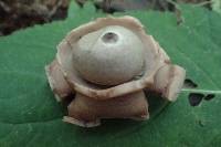 Geastrum triplex image