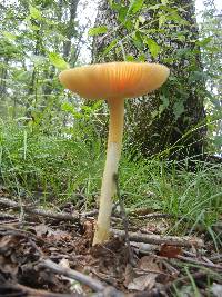 Amanita parcivolvata image