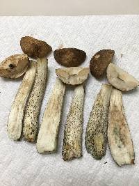 Leccinum snellii image