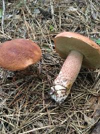 Boletus subcaerulescens image