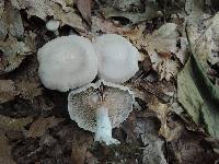 Entoloma abortivum image