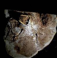Ganoderma curtisii image