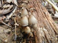 Mycena inclinata image