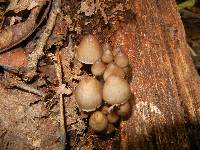 Mycena inclinata image