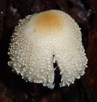 Leucocoprinus cepistipes image