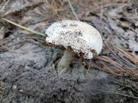 Amanita peckiana image