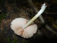 Pluteus americanus image