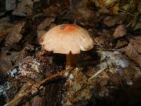 Rhodocollybia butyracea image