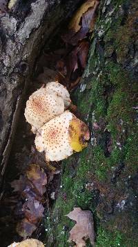 Pholiota squarrosoides image