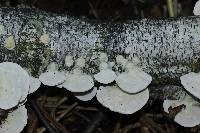 Trametes pubescens image