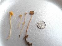 Mycena crocea image