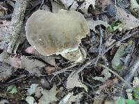 Boletus variipes image