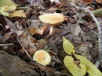 Marasmius strictipes image