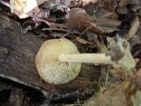 Marasmius strictipes image