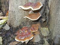 Ganoderma sessile image