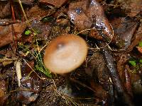 Entoloma hebes image