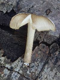 Megacollybia fallax image