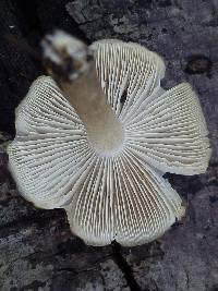 Megacollybia fallax image