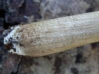 Megacollybia fallax image