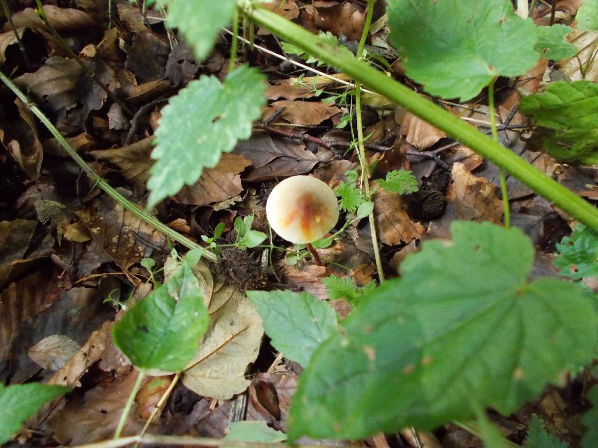 Mycena crocata image