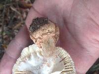 Amanita daucipes image