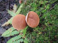 Austroboletus gracilis image