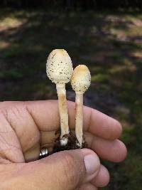 Chlorophyllum hortense image