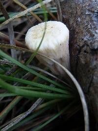 Clavariadelphus mucronatus image