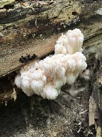 Hericium americanum image