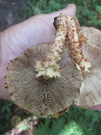 Pholiota squarrosoides image