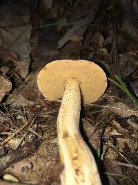 Suillus hirtellus image