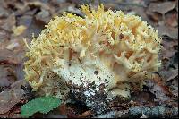 Ramaria flava image