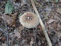 Amanita brunnescens image