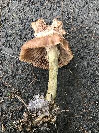 Armillaria solidipes image