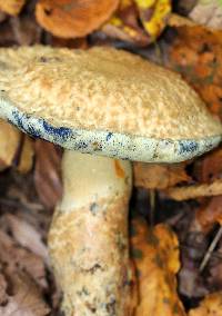 Gyroporus cyanescens image